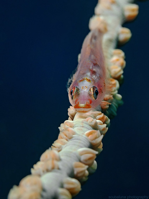Translucent Coral Goby (Bryaninops erythrops)