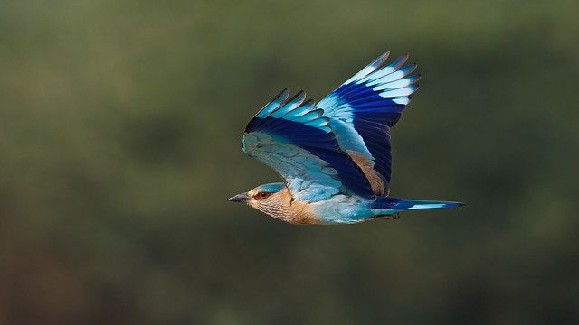 An Indian Roller flying away after failing to catch an insect