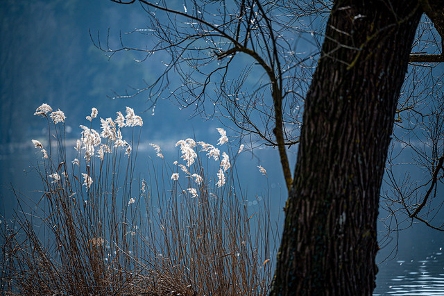 Sun-drenched reed grass at the Dechsendorfer Weiher - 4473
