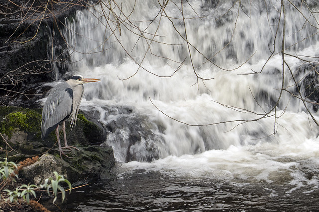 Grey Heron.  Hoping for a fish! Dodder river in Ireland today