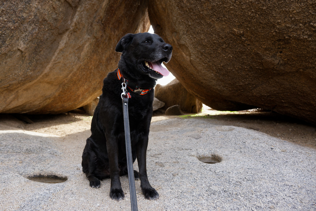 Our dog Bear sits in front of the large granite boulders known as Cathedral Rock on the Cholla Mountain Loop Trail in McDowell Sonoran Preserve in Scottsdale, Arizona on February 17, 2023. Original: _ZFC4819.NEF