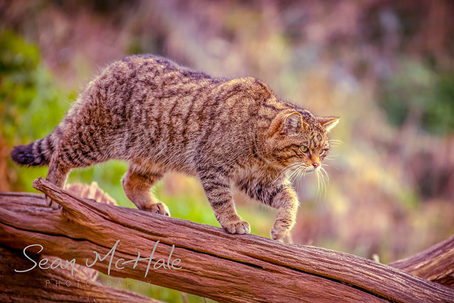 Scottish Wildcat.jpg