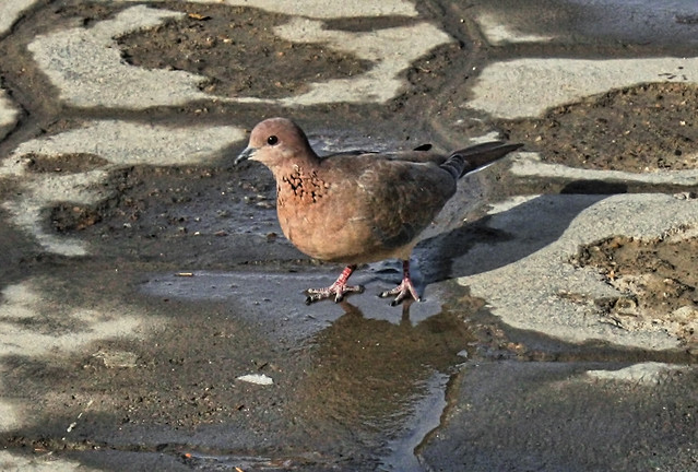 Bukhara UZ - Palmtaube - Laughing dove - Spilopelia senegalensis 02