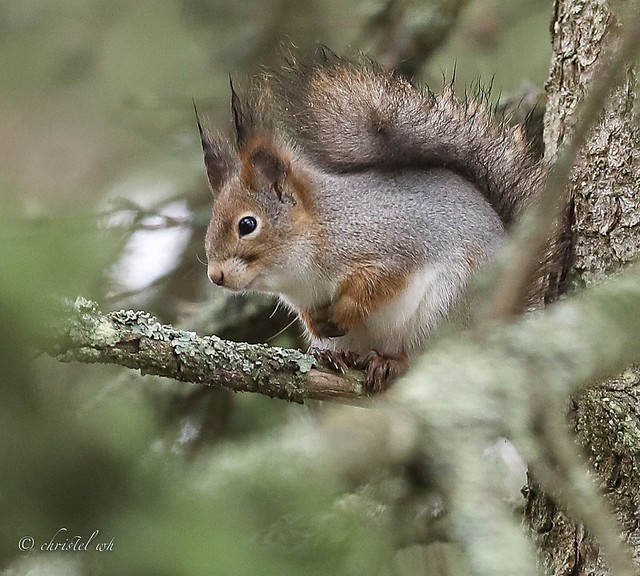 A squirrel sat in a spruce tree, peeling the scales off cones………