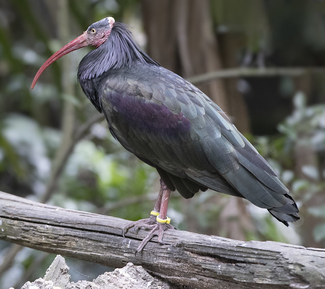 Indian black ibis -  Miami Zoo Florida