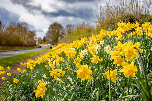 Daffodils along the roadside