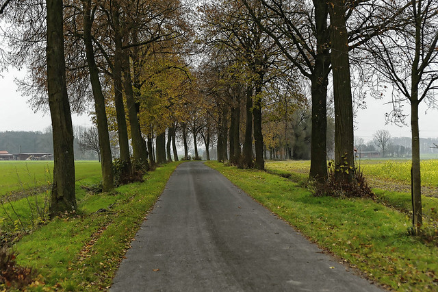 Old historical alley - an important former route way for transportation just until the 19th century for horse coaches and transport carriages between the southern Muensterland and the eastern Ruhr industrial area/region.
