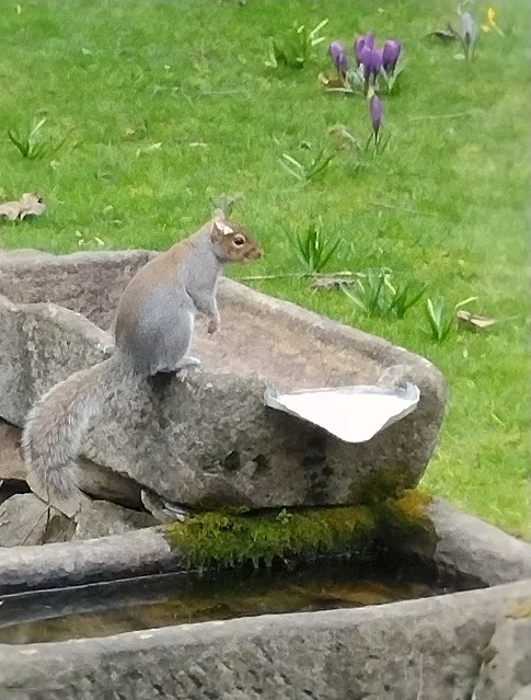 Squirrel sitting down