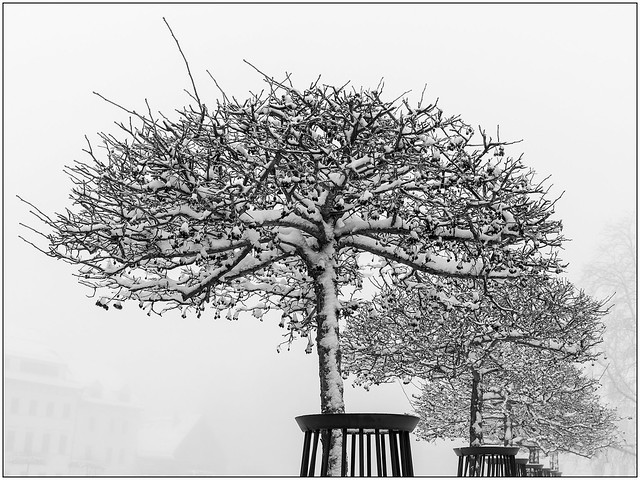 Foggy winter in Freiberg