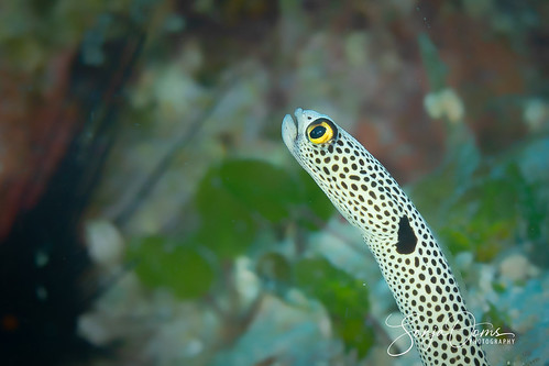 animal blackspecks eel fish heterocongerhassi macro nature ooms philippines romblon sonja sonjaooms spottedgardeneel underwater white earthnatureanlove