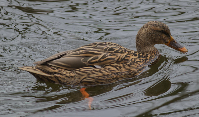 Gadwall duck today at Marbury Country Park