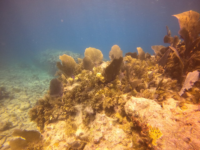 2023 March 8 PM French Reef and Benwood Shipwreck Key Largo