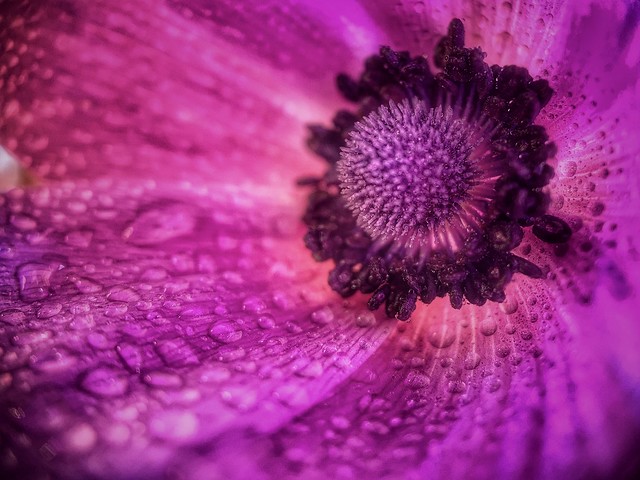 Drops on anemone