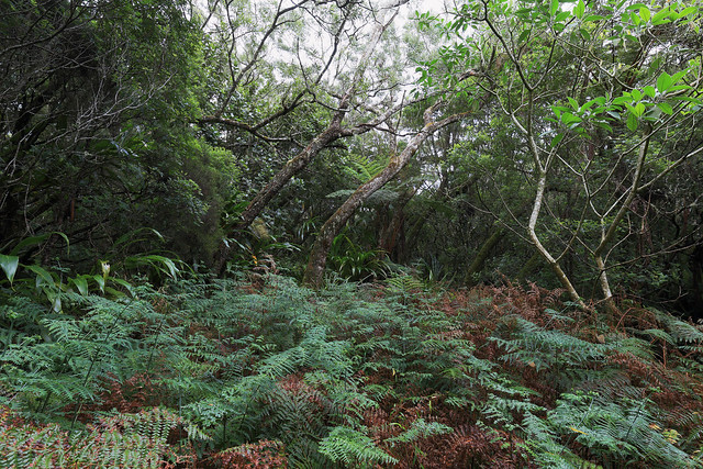 La Réunion - Forêt de Bébour-Bélouve