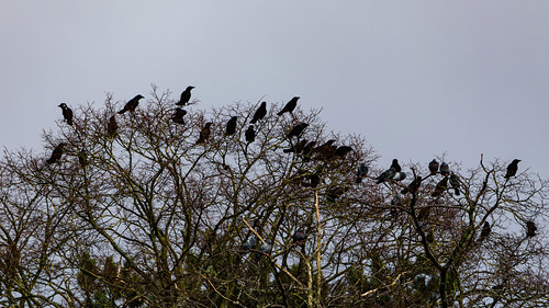 Parliament of crows, West Park