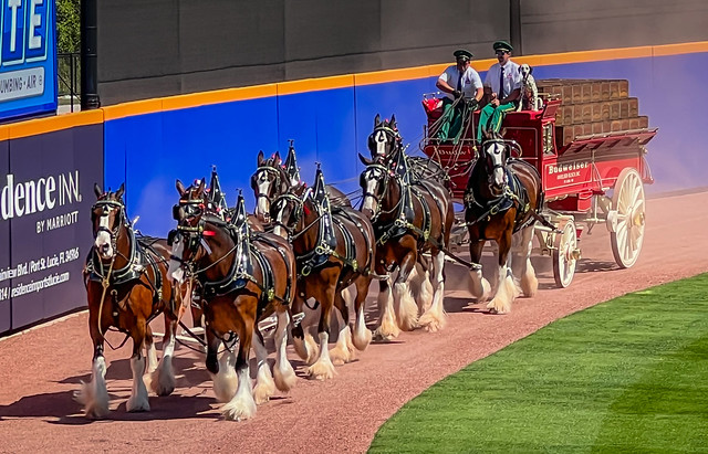 Budweiser Clydesdales at Clover Park New York Mets Spring Training Complex Port St Lucie FL