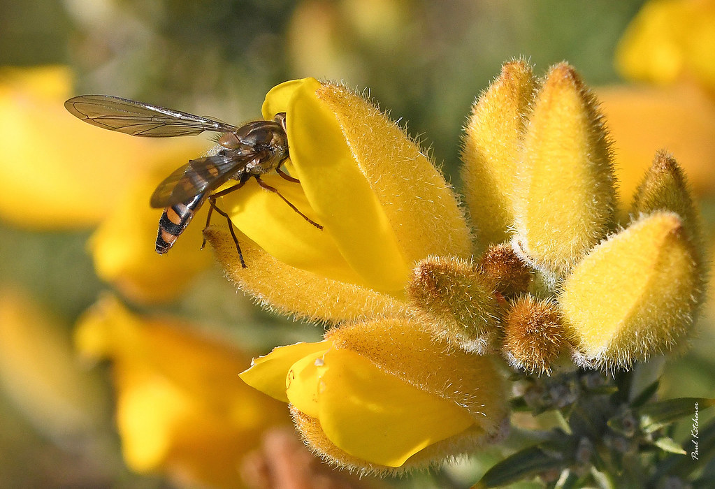 Gorse and hoverfly (Episyrphus balteatus)
