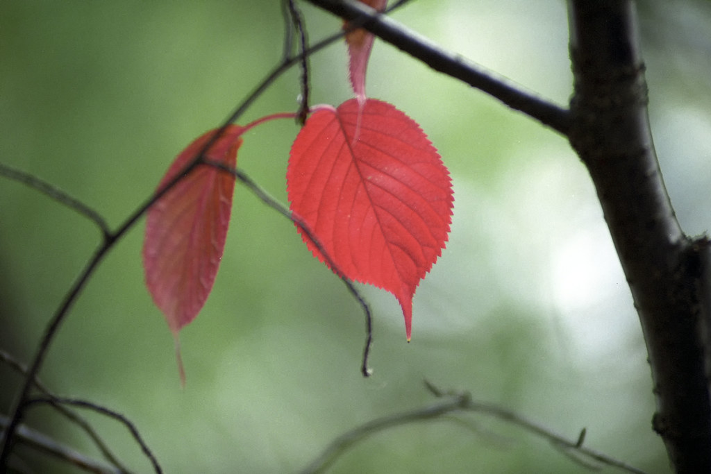 Die letzten Blätter - The Last Leaves