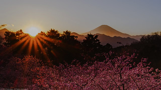 Sunset, Cherry Blossoms, & Mt. Fuji