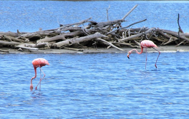 Bonaire Flamingos