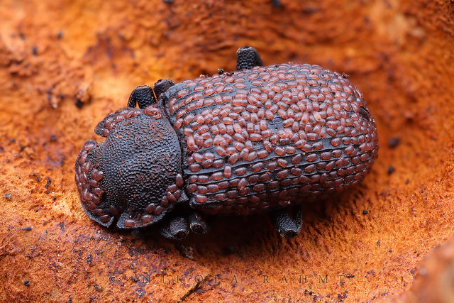 Darkling beetle covered with mites