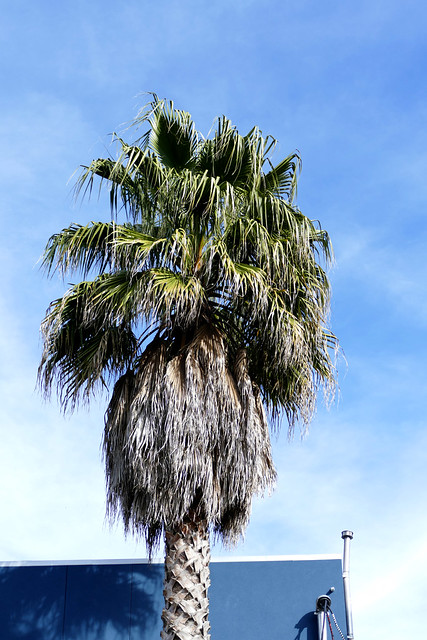 walking to kazan and back 2.0:  palm tree