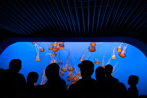 monterey montereybayaquarium aquarium jellyfish orange glass view