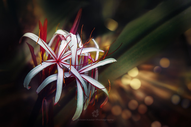 Spider Lily (Crinum hybrid)