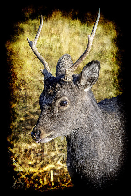 Sikahjort - Sika Deer - Cervus nippon