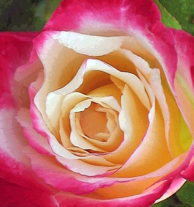 Epicentre Of A Rose