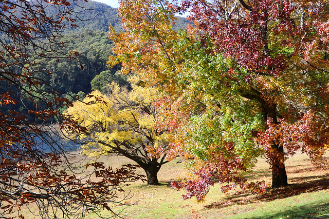A Southern Autumn, Bogong Victoria