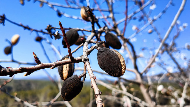 Almendras (Prunus Dulcis)