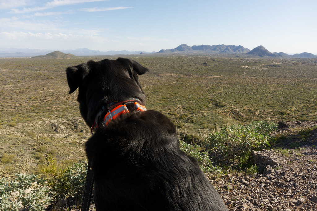Our dog Bear looks out from the overlook near the summit of Brown's Mountain on the Brown's Mountain Trail in McDowell Sonoran Preserve in Scottsdale, Arizona on February 12, 2023. Original: _ZFC4718.NEF