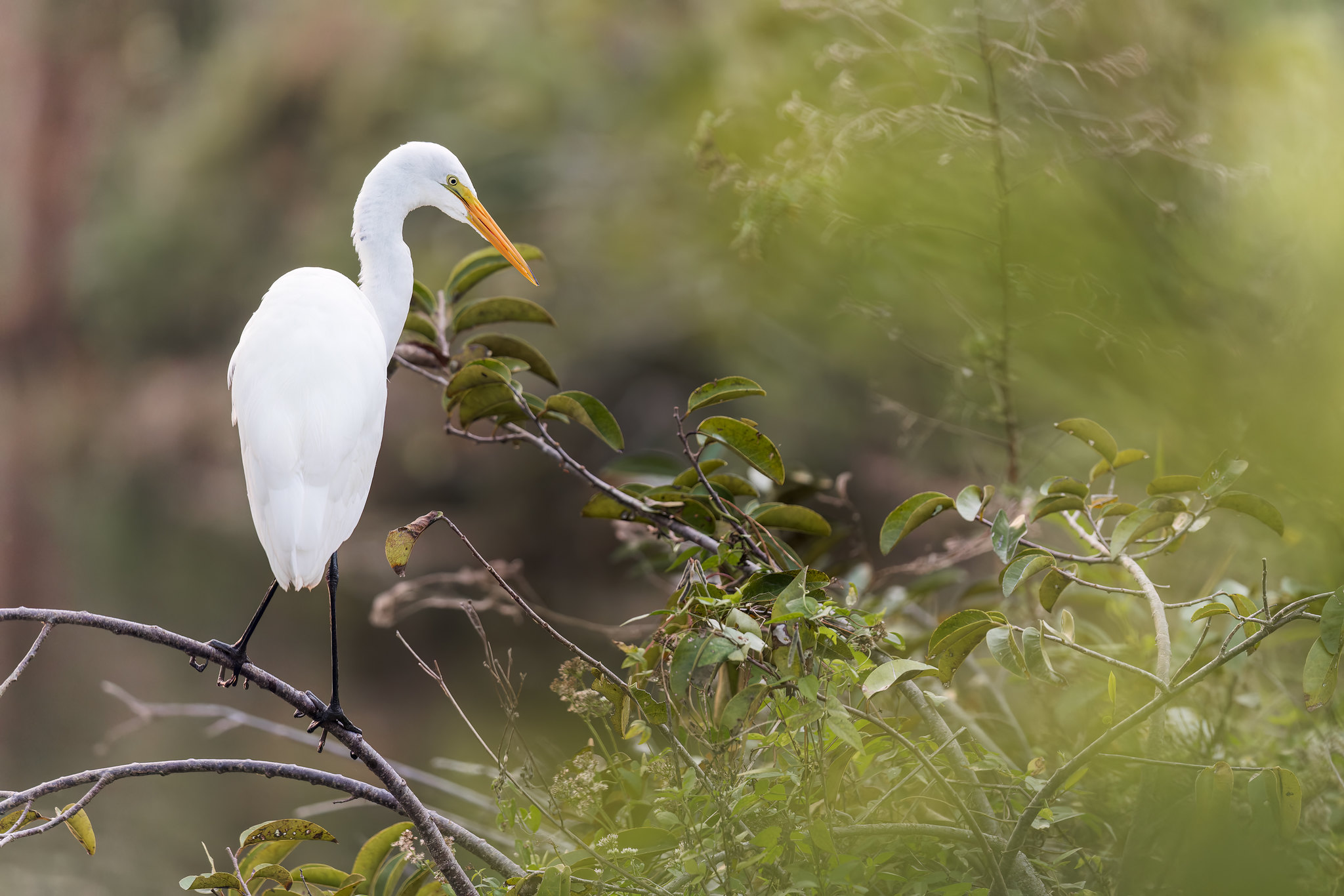 Ardea alba | Great Egret | ägretthäger