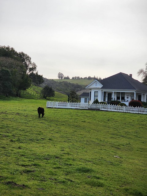 cows graze 230303 (10)