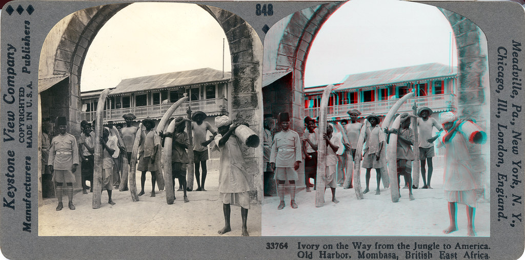Ivory on the way from the jungle to America, Old Harbor, Mombasa, British East Africa