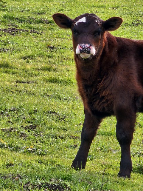 cows graze 230303 (7)