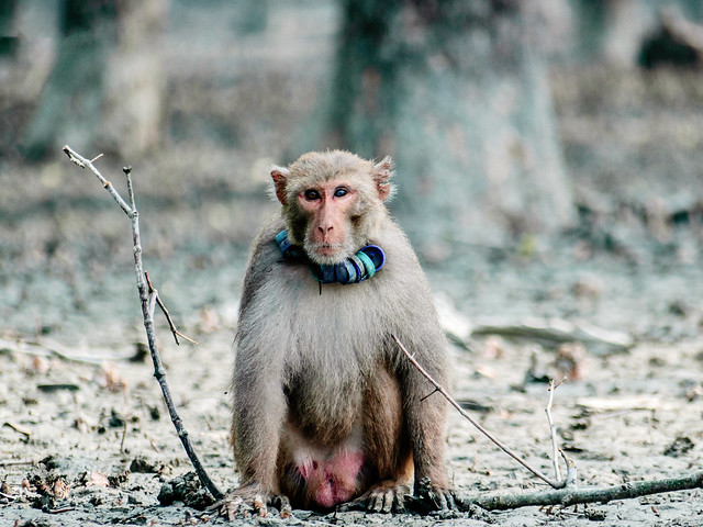 Rhesus monkey at the Katka area of the Sundarbans. Bagerhat, Bangladesh
