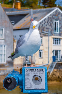 Cheeky Seagull