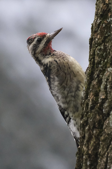 Yellow-breasted Sapsucker male