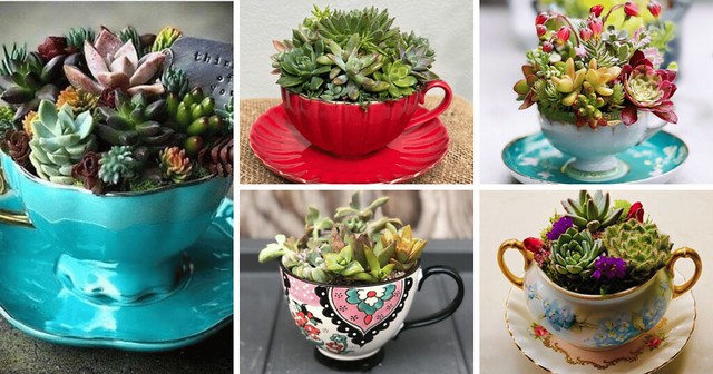 Teacup Succulents: A Unique Way To Display Your Plants