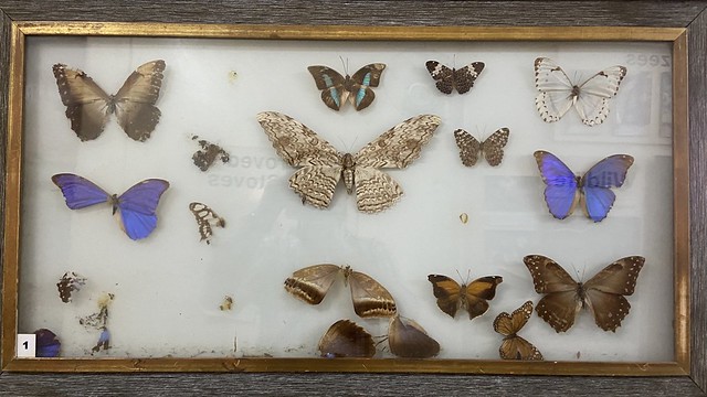 Everything is impermanent, butterfly collection at National Museum, Banjul Gambia