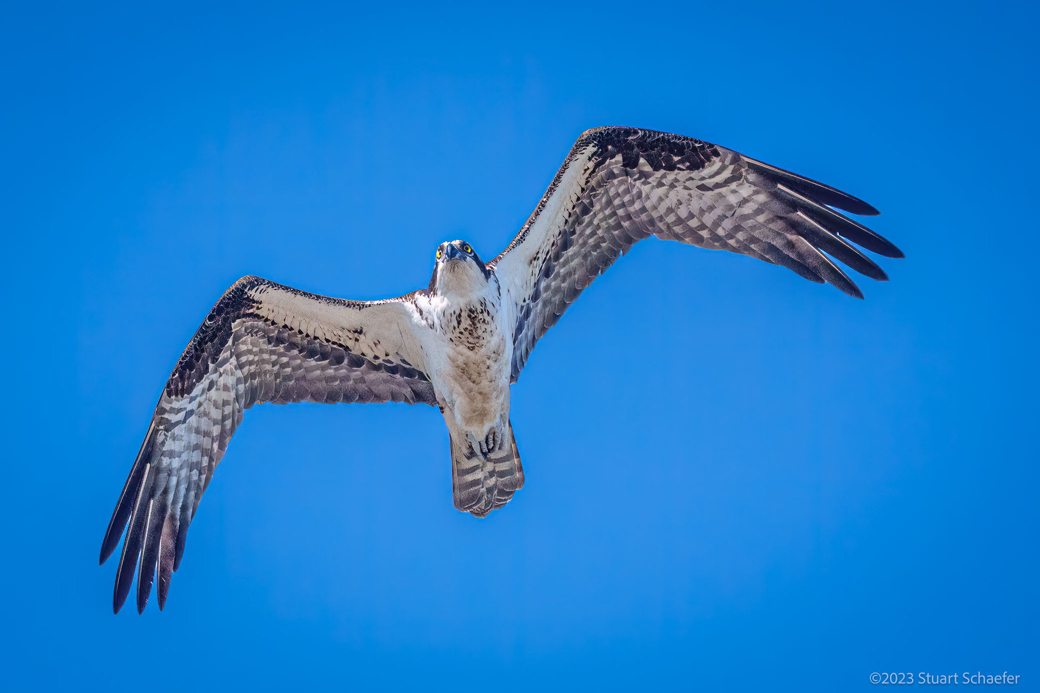 Osprey Flies Above