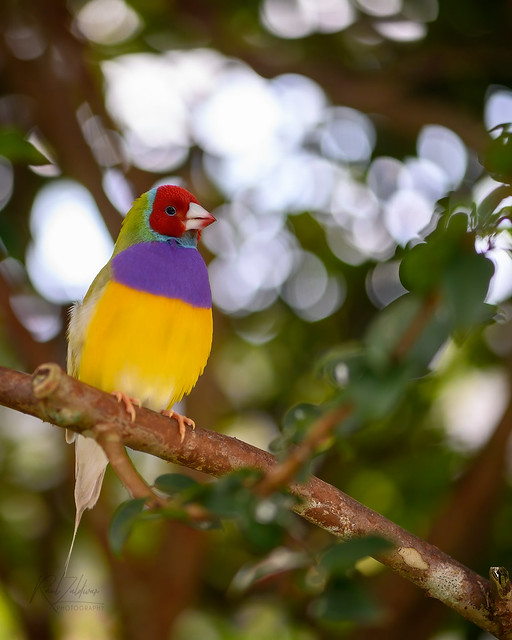 Rainbow Beauty.... A Gouldian Finch in Full Color #1