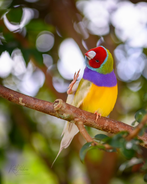 Rainbow Beauty.... A Gouldian Finch in Full Color #2
