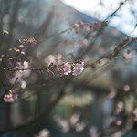 Spring with Prunus