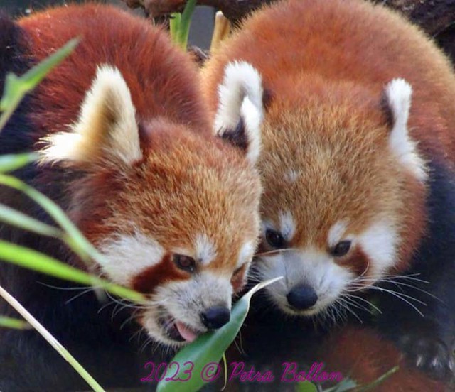Pandabrothers
