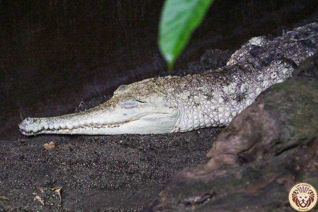 Australisches Süßwasserkrokodil (Crocodylus johnsoni) - Old Lady