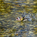 Swimming goldfinch / Zwemmende putter