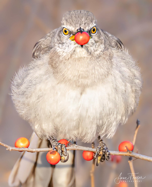 This Mockingbird is VERY serious about his berries!